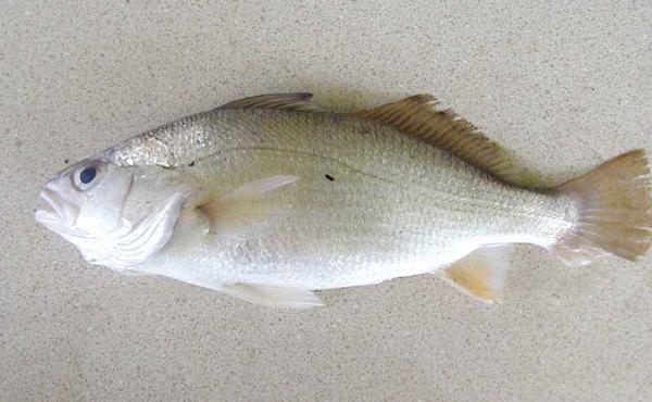 白姑魚市場(chǎng)價(jià)格多少錢一斤 白姑魚的營(yíng)養(yǎng)價(jià)值