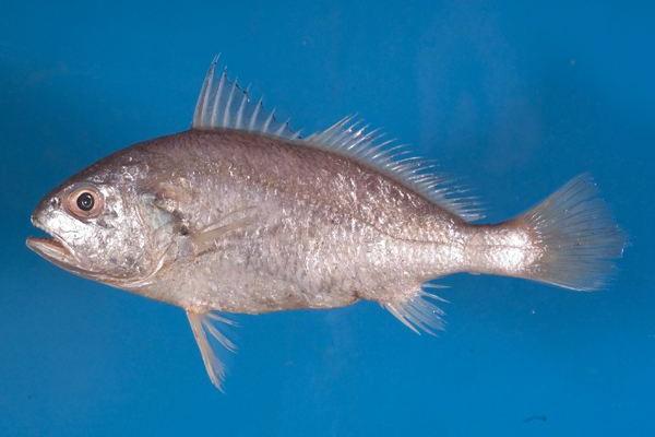 白姑魚市場(chǎng)價(jià)格多少錢一斤 白姑魚的營(yíng)養(yǎng)價(jià)值