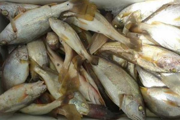 白姑魚市場(chǎng)價(jià)格多少錢一斤 白姑魚的營(yíng)養(yǎng)價(jià)值