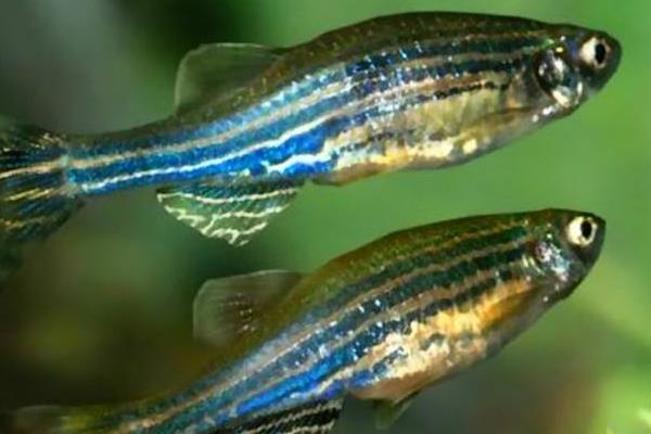 斑馬魚怎么分公母 斑馬魚壽命是多少
