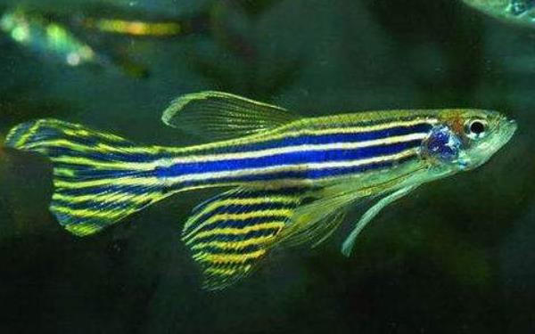 斑馬魚怎么分公母 斑馬魚壽命是多少