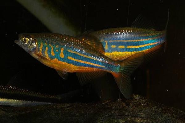 斑馬魚怎么分公母 斑馬魚壽命是多少