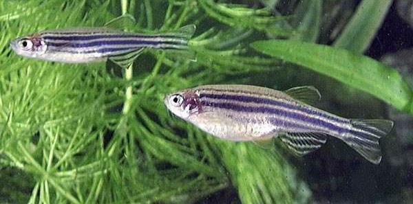 斑馬魚怎么分公母 斑馬魚壽命是多少