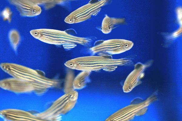 斑馬魚怎么分公母 斑馬魚壽命是多少