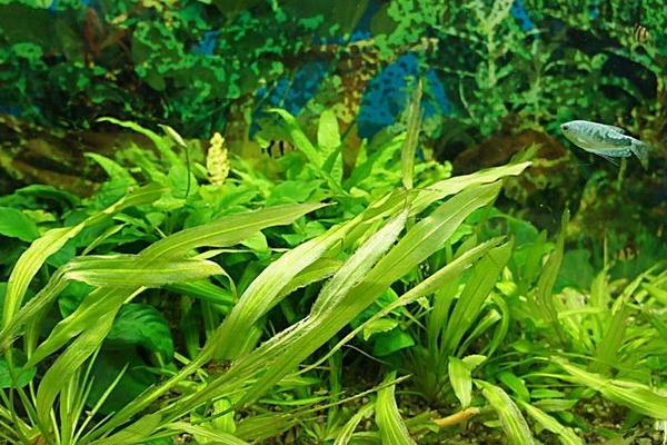 魚缸水草怎么養 什么水草最好養