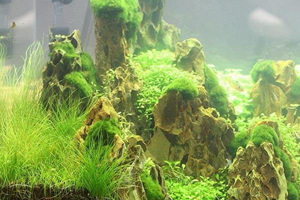 魚(yú)缸水草怎么養(yǎng) 什么水草最好養(yǎng)
