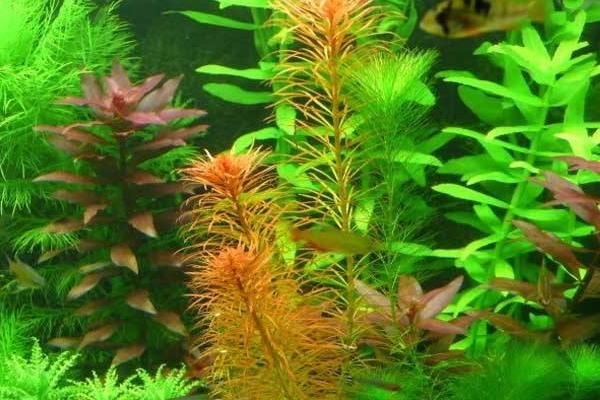 魚(yú)缸水草怎么養(yǎng) 什么水草最好養(yǎng)