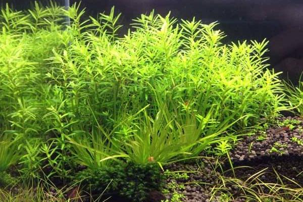 魚(yú)缸水草怎么養(yǎng) 什么水草最好養(yǎng)