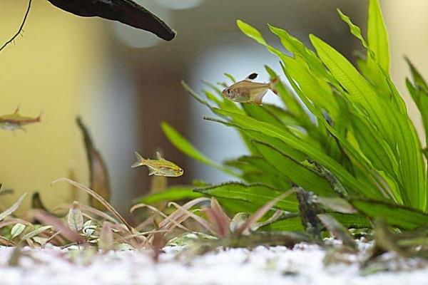 魚(yú)缸水草怎么養(yǎng) 什么水草最好養(yǎng)