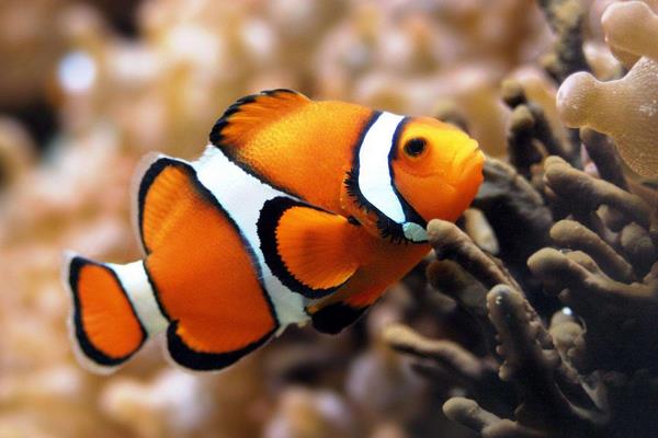 小丑魚(yú)市場(chǎng)價(jià)格多少錢(qián)一條 小丑魚(yú)的鑒別方法