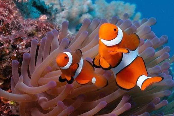 小丑魚市場價格多少錢一條 小丑魚的鑒別方法