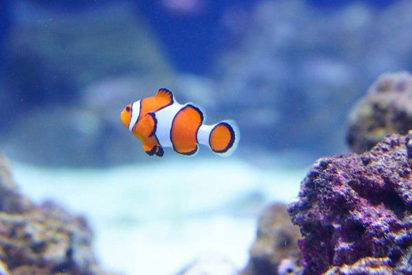 小丑魚市場價格多少錢一條 小丑魚的鑒別方法