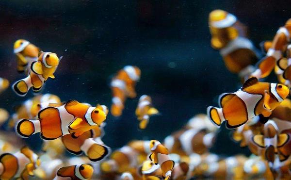 小丑魚市場價格多少錢一條 小丑魚的鑒別方法