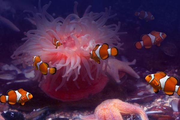 小丑魚市場價格多少錢一條 小丑魚的鑒別方法