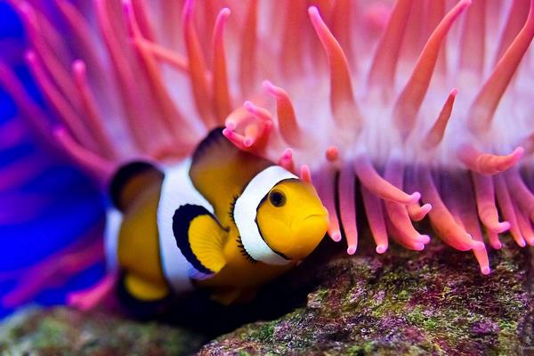小丑魚為什么叫小丑魚 小丑魚的特點及介紹