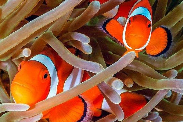 小丑魚為什么叫小丑魚 小丑魚的特點及介紹