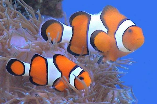 小丑魚為什么叫小丑魚 小丑魚的特點及介紹