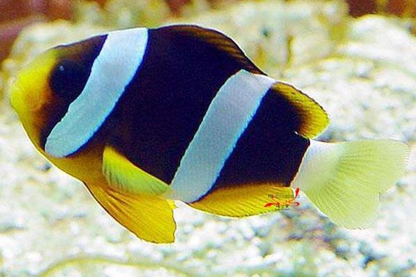 小丑魚為什么叫小丑魚 小丑魚的特點及介紹