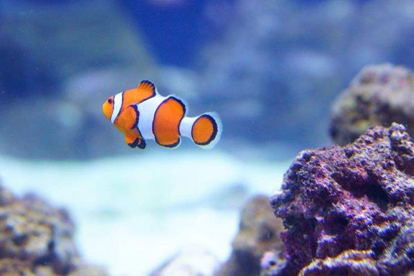 小丑魚為什么叫小丑魚 小丑魚的特點及介紹