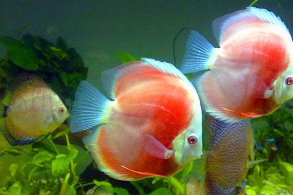 養七彩神仙魚要放鹽嗎 七彩神仙魚壽命是幾年