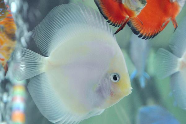 養七彩神仙魚要放鹽嗎 七彩神仙魚壽命是幾年