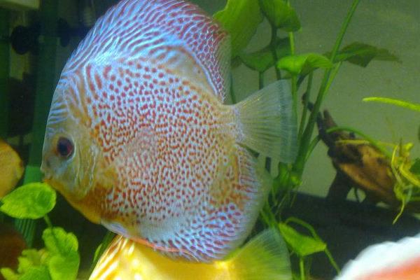 養七彩神仙魚要放鹽嗎 七彩神仙魚壽命是幾年