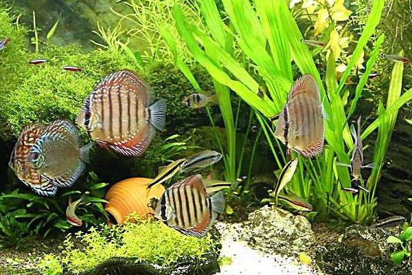 養七彩神仙魚要放鹽嗎 七彩神仙魚壽命是幾年