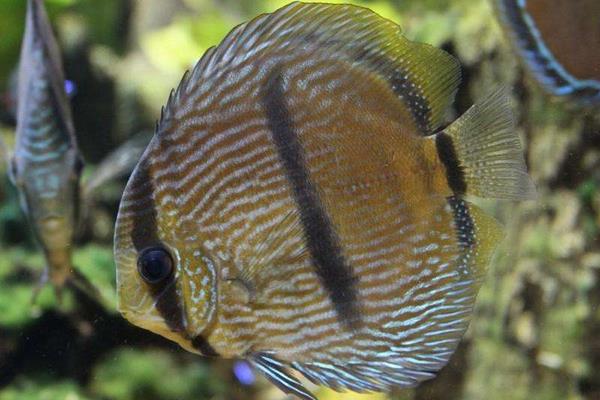 養七彩神仙魚要放鹽嗎 七彩神仙魚壽命是幾年