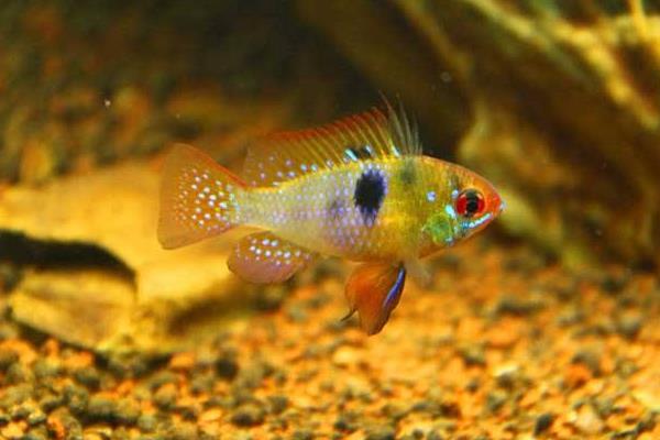 養七彩神仙魚要放鹽嗎 七彩神仙魚壽命是幾年