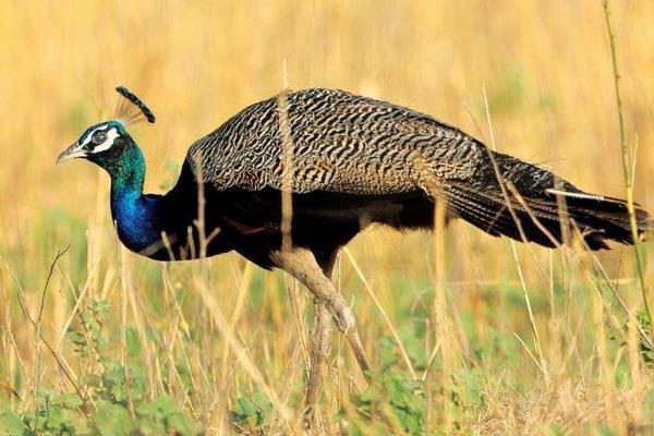 雄孔雀和雌孔雀的區別是什么 孔雀是公的開屏嗎