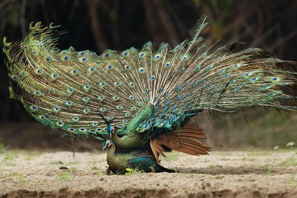 孔雀和鳳凰的區(qū)別是什么 什么孔雀會(huì)開屏