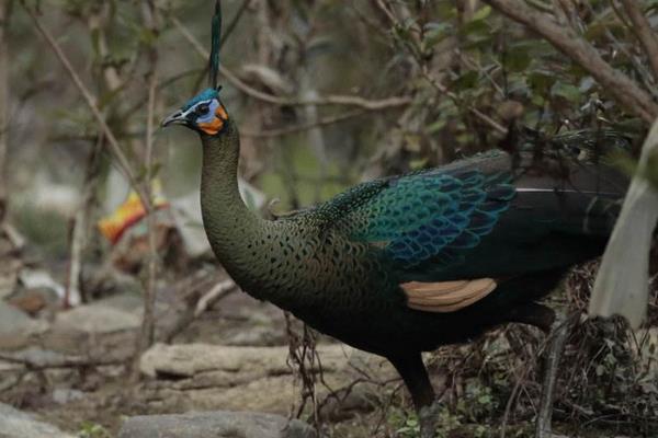 孔雀和鳳凰的區(qū)別是什么 什么孔雀會(huì)開屏