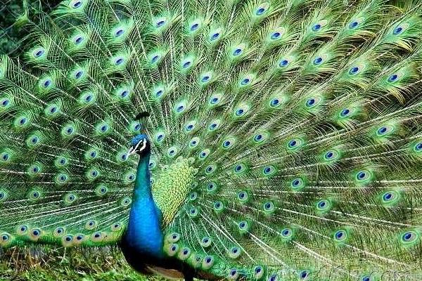 孔雀和鳳凰的區(qū)別是什么 什么孔雀會(huì)開屏