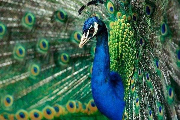 孔雀和鳳凰的區(qū)別是什么 什么孔雀會(huì)開屏