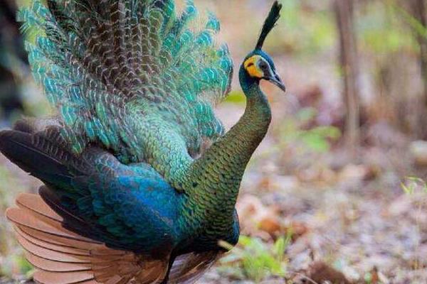 孔雀和鳳凰的區(qū)別是什么 什么孔雀會(huì)開屏