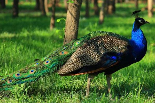 孔雀肉市場價(jià)格多少錢一斤 孔雀肉的做法