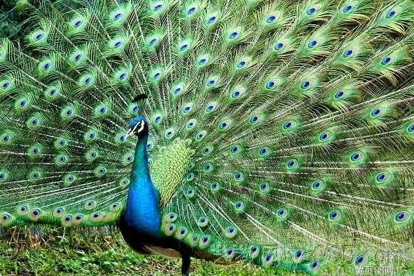 雄孔雀和雌孔雀的區別是什么 孔雀是公的開屏嗎
