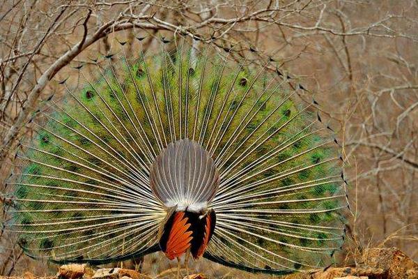 雄孔雀和雌孔雀的區別是什么 孔雀是公的開屏嗎