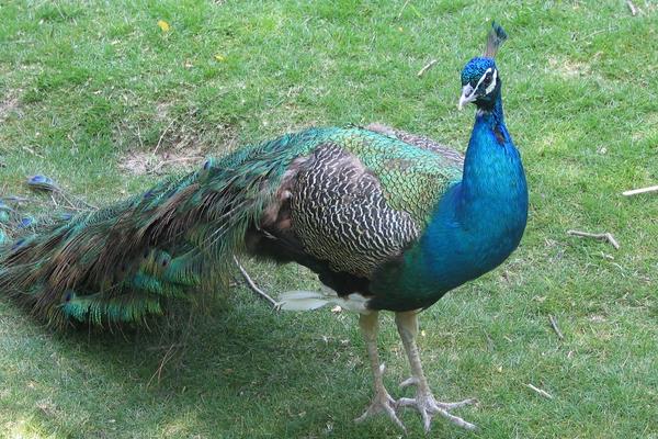 雄孔雀和雌孔雀的區別是什么 孔雀是公的開屏嗎