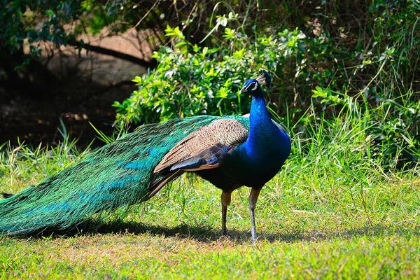 雄孔雀和雌孔雀的區別是什么 孔雀是公的開屏嗎