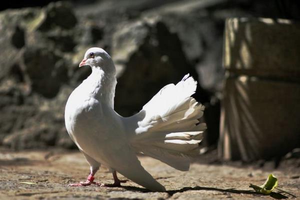 孔雀鴿市場價格多少錢一對 孔雀鴿怎么養