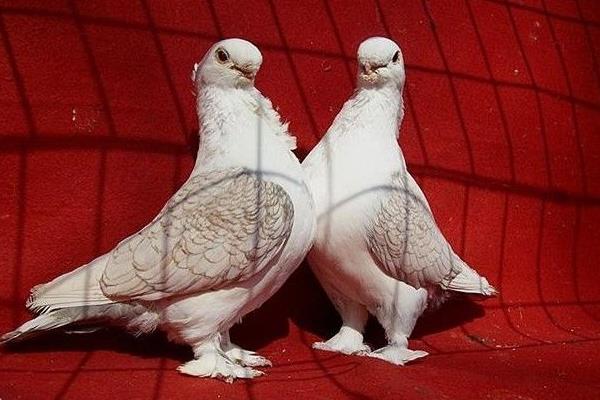 孔雀鴿市場價格多少錢一對 孔雀鴿怎么養
