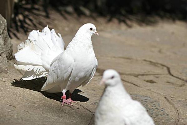 孔雀鴿市場價格多少錢一對 孔雀鴿怎么養