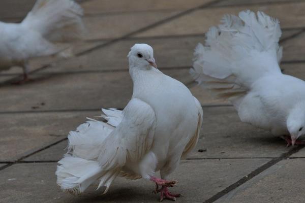 孔雀鴿市場價格多少錢一對 孔雀鴿怎么養