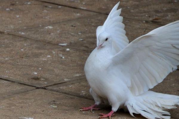 孔雀鴿市場價格多少錢一對 孔雀鴿怎么養