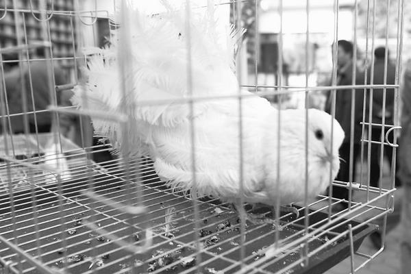 孔雀鴿市場價格多少錢一對 孔雀鴿怎么養