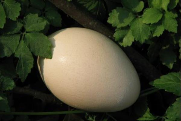 孔雀蛋能吃嗎 孔雀蛋怎么做好吃又簡單