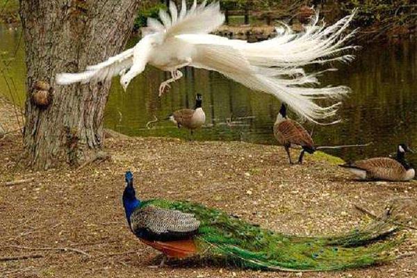 孔雀能飛嗎 孔雀能飛多遠