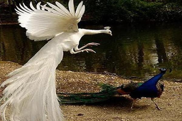 孔雀能飛嗎 孔雀能飛多遠