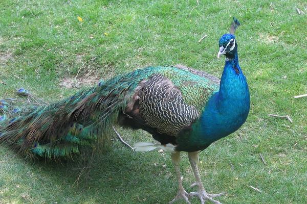 孔雀能飛嗎 孔雀能飛多遠